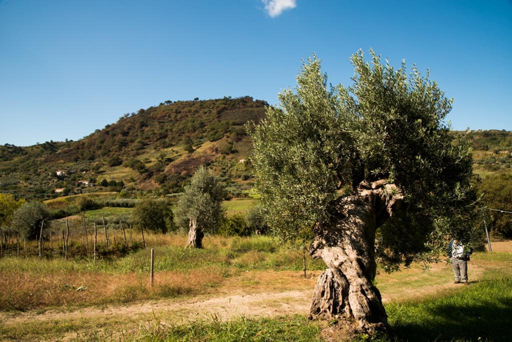 Agriturismo U' Casinu Da Scala 肯波拉圣吉奥瓦尼 外观 照片